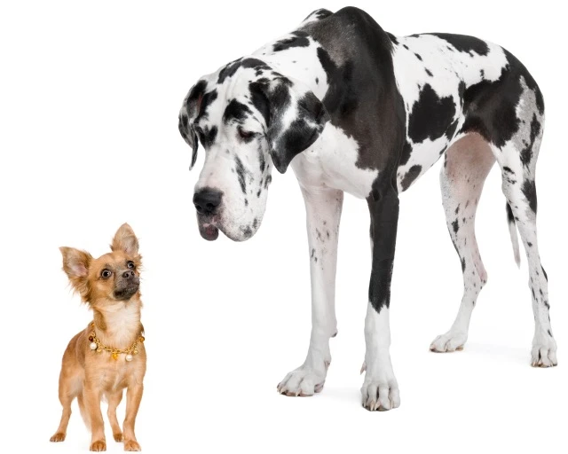 Large-VS-Small-groups